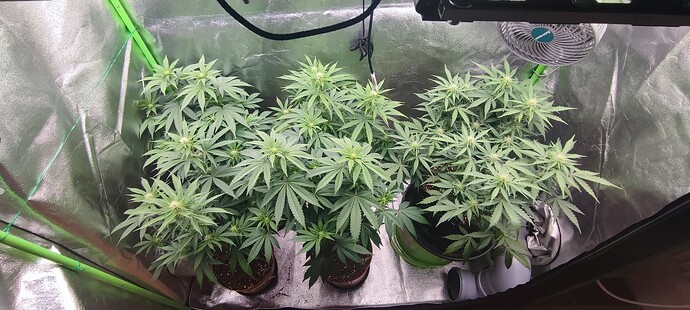 Growreport Bild 1