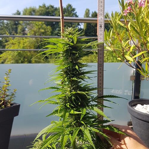 Growreport Bild 4