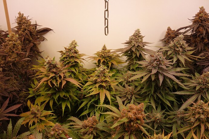 Growreport Bild 17