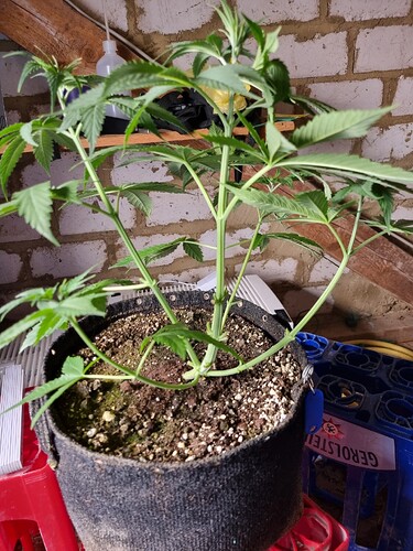 Eine junge Cannabispflanze in einem Stofftopf, die sich im Wuchs befindet. Die Pflanze hat mehrere Verzweigungen und grüne Blätter. Der Hintergrund zeigt eine Ziegelwand und Holz.