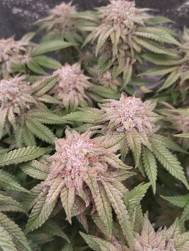 IMG_20250303_162517 - Kopie