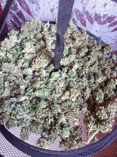 Growreport Bild 6