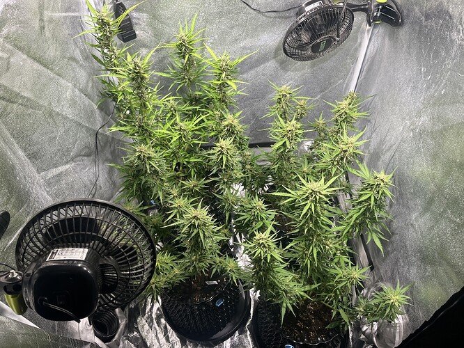 Growreport Bild 1