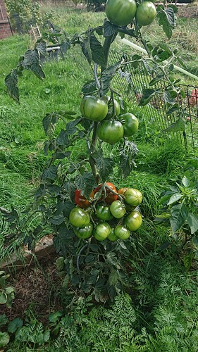 Growreport Bild 8