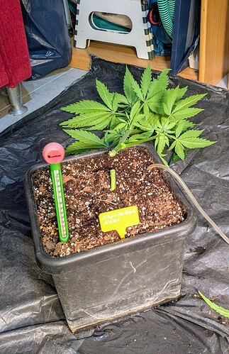 Growreport Bild 3