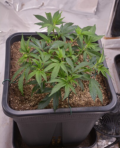 VT21 (3)
