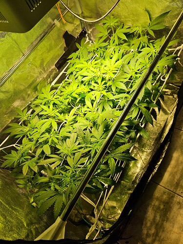 Growreport Bild 3