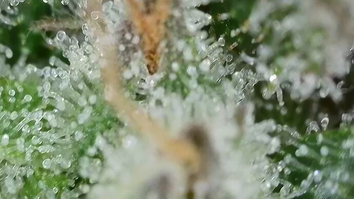Growreport Bild 9