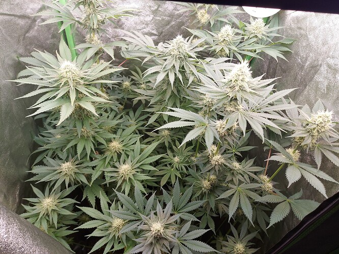 Growreport Bild 5