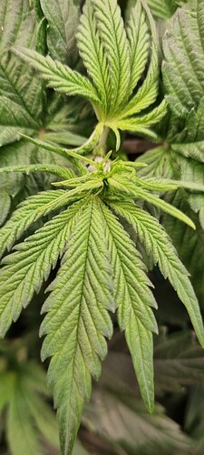 Growreport Bild 32