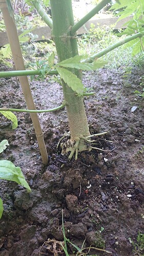 Growreport Bild 55