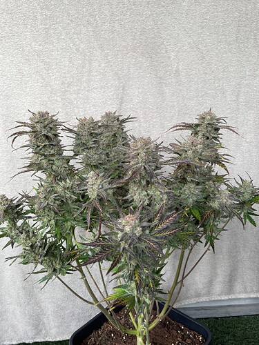 Growreport Bild 8