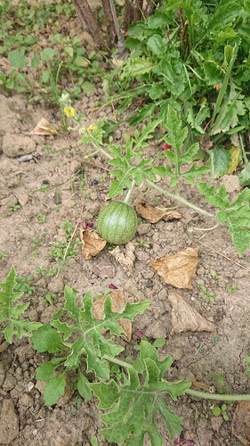 Growreport Bild 33