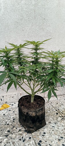 Growreport Bild 29
