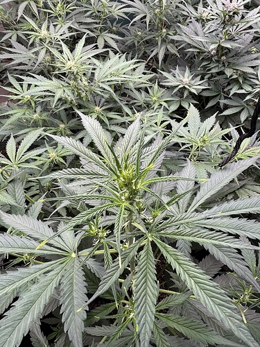 Growreport Bild 33