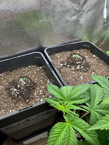 Growreport Bild 61