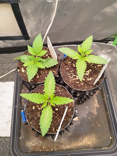 Growreport Bild 2