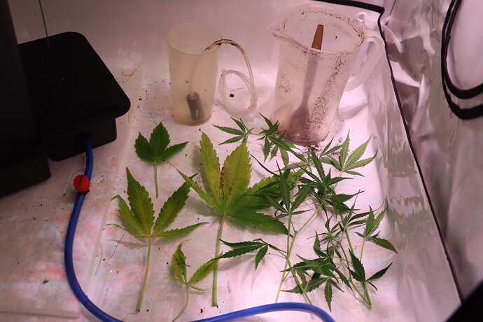 Growreport Bild 8
