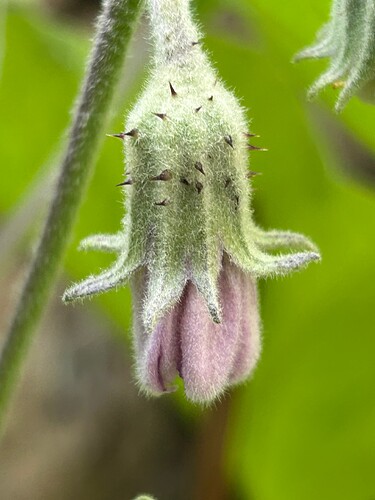 Growreport Bild 39