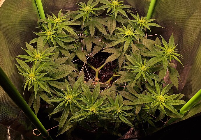 Growreport Bild 6