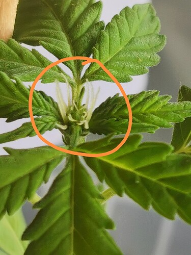 Growreport Bild 6