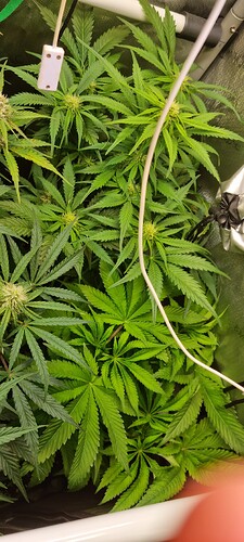 Growreport Bild 11