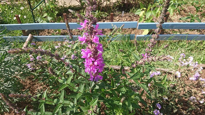 Growreport Bild 8