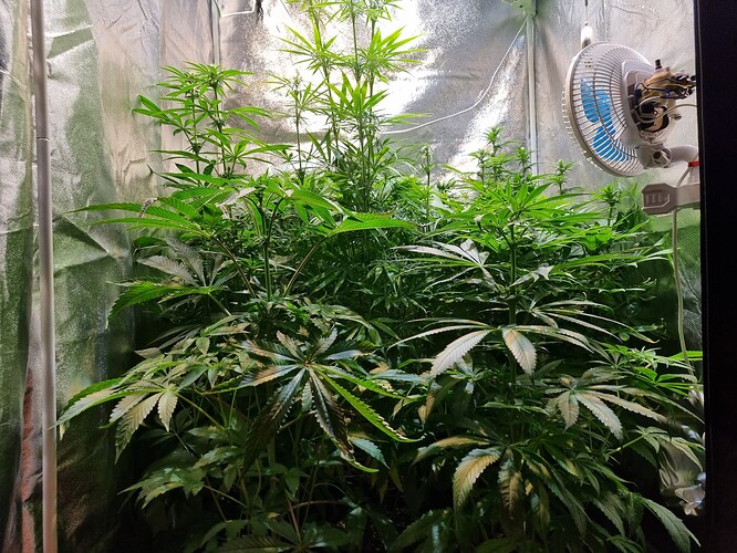 Eine große Cannabispflanze in einem Zelt, die sich im Wuchs befindet. Die Pflanze hat viele grüne Blätter und einige kleinere Blütenansätze.