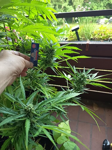 Growreport Bild 4