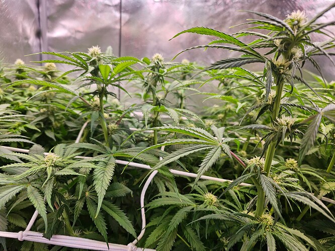 Growreport Bild 13