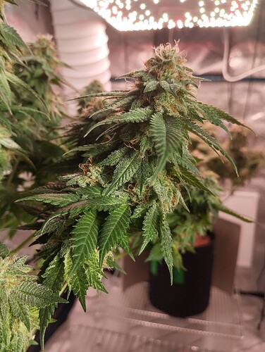 IMG_20250303_162930 - Kopie