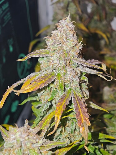 MVIMG_20251128_150414