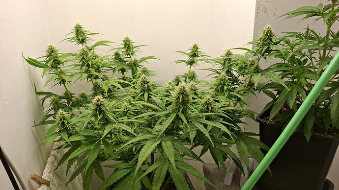 Growreport Bild 276