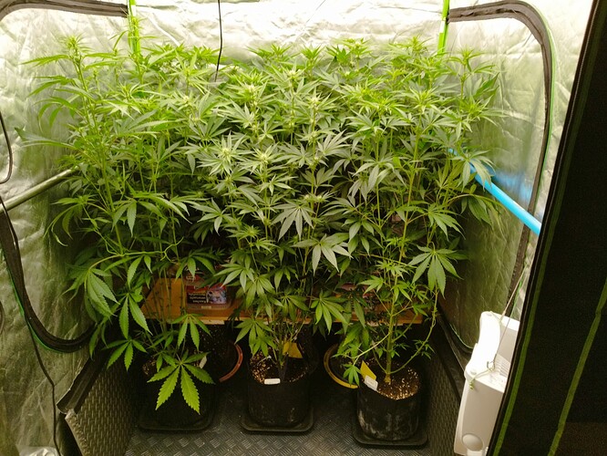 Mehrere Cannabis-Pflanzen in einem Zelt, die sich im Wuchs befinden. Die Pflanzen sind unterschiedlich hoch und zeigen Anzeichen von beginnender Blüte.