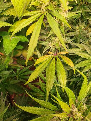 Growreport Bild 6