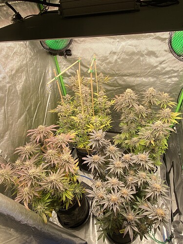 Growreport Bild 28