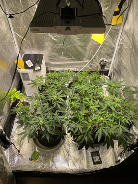 Blätterdach vor dem kleinen entlauben