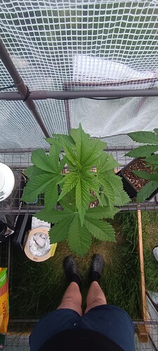 IMG_20240605_212505