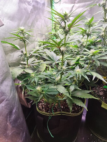 Growreport Bild 4