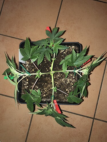 Growreport Bild 6