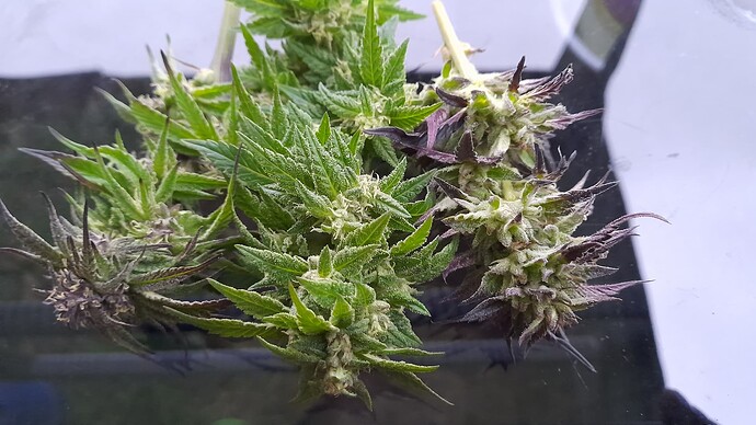 Growreport Bild 1