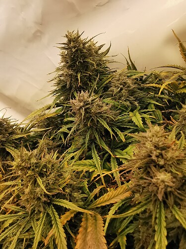 Growreport Bild 9