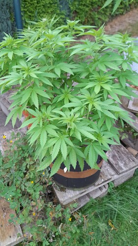 Growreport Bild 15