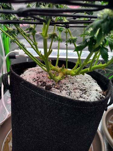 Growreport Bild 9