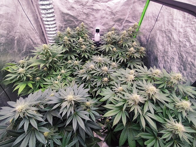 Growreport Bild 48