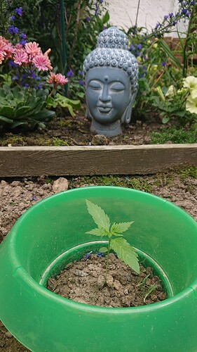 Growreport Bild 29
