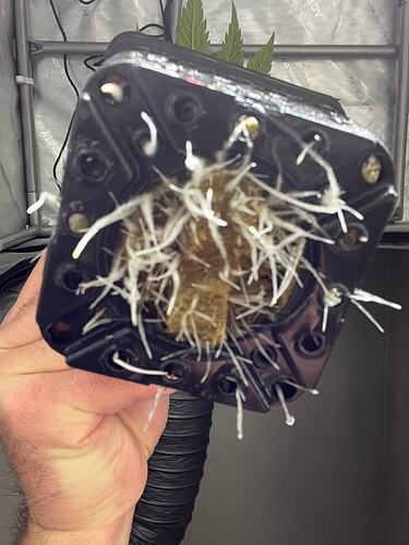 Super_Lemon_Haze_Wurzeln_2