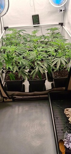 Growreport Bild 35