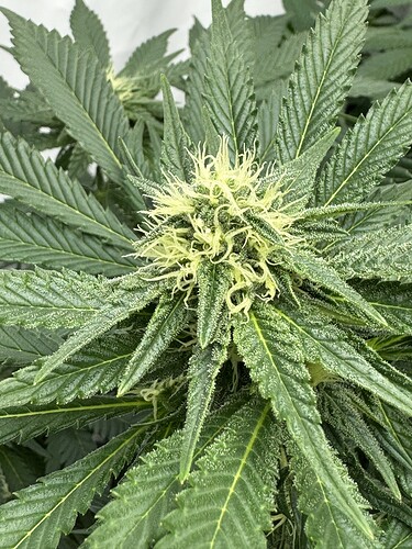Growreport Bild 4
