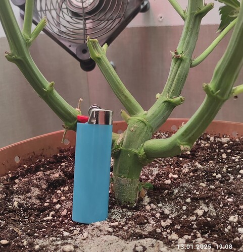Growreport Bild 3